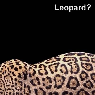 Leopard WWDC